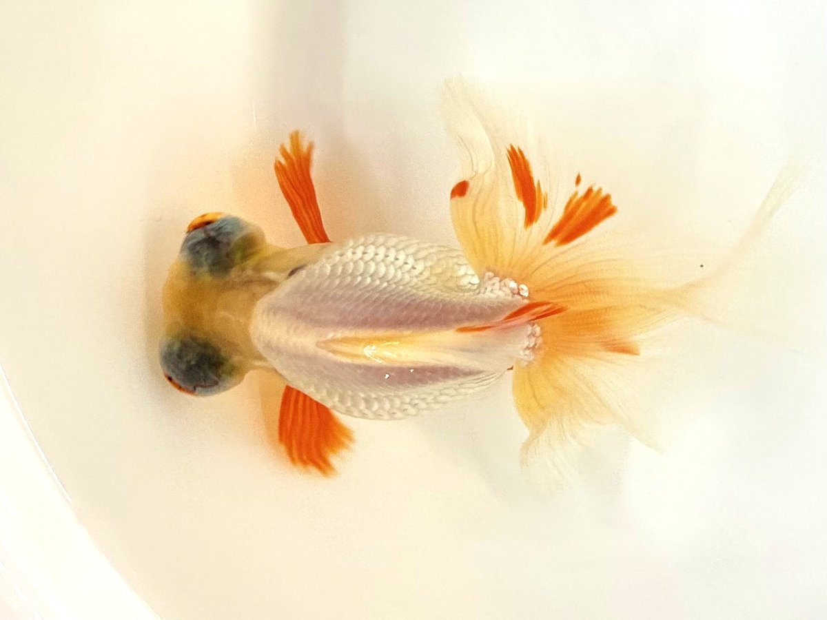 画像2: 蝶尾　2歳（愛好家物） ±11cm (2)