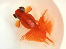 画像1: 蝶尾　2歳（愛好家物） ±12cm (1)