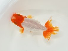 画像2: らんちゅう（愛好家物） 7〜9cm (2)