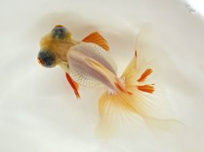 画像1: 蝶尾　2歳（愛好家物） ±11cm (1)