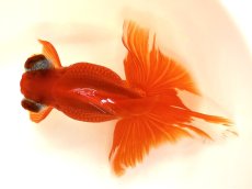 画像2: 蝶尾　2歳（愛好家物） ±12cm (2)