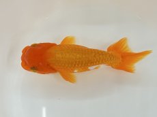画像3: らんちゅう（愛好家物） 7〜9cm (3)