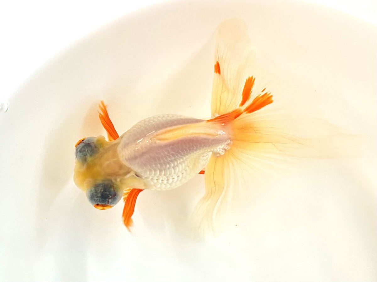 画像3: 蝶尾　2歳（愛好家物） ±11cm (3)