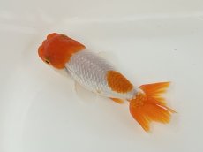 画像5: らんちゅう（愛好家物） 7〜9cm (5)