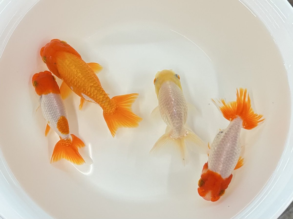 画像1: らんちゅう（愛好家物） 7〜9cm (1)
