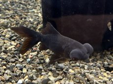 画像2: 国産ドラゴンスケール柳出目金（黒）±8cm (2)
