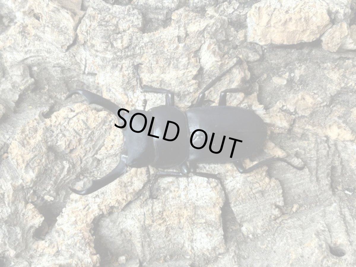 画像1: コクワガタ　奈良県生駒郡産 ペア （累代WD ♂38mm  ♀Free mm） (1)