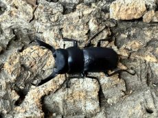 画像1: コクワガタ　奈良県生駒郡産 ペア （累代WD ♂38mm  ♀Free mm） (1)