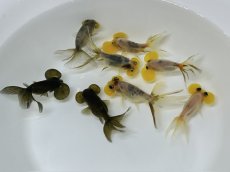 画像1: 水泡眼　キャリコ/黒（中国産）±4cm (1)