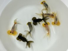 画像2: 水泡眼　キャリコ/黒（中国産）±4cm (2)