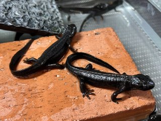 全商品 - ペットショップCOLORS
