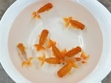 画像2: 宇野系らんちゅう（愛好家物）±7cm (2)