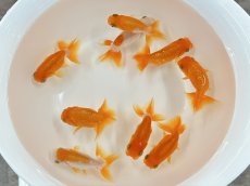 画像1: 宇野系らんちゅう（愛好家物）±7cm (1)
