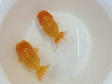 画像2: らんちゅう（加藤産）±8cm（素赤） (2)