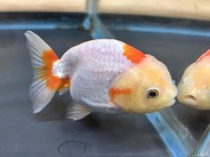 画像6: らんちゅう（加藤産）±8cm（更紗） (6)