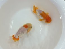 画像1: らんちゅう（加藤産）±8cm（更紗） (1)