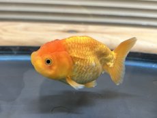 画像3: らんちゅう（加藤産）±8cm（素赤） (3)