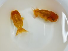画像1: らんちゅう（加藤産）±8cm（素赤） (1)
