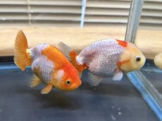 画像3: らんちゅう（加藤産）±8cm（更紗） (3)