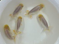 画像1: らんちゅう 当才（浜松産）±8cm (1)