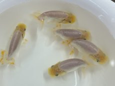 画像2: らんちゅう 当才（浜松産）±8cm (2)