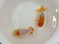 画像2: らんちゅう（加藤産）±8cm（更紗） (2)