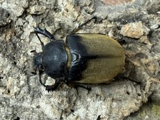 画像3: エレファスゾウカブト 【♂♀♀トリオ】メキシコ・カテマコ産（累代CB♂83mm ♀Free mm×2　2026/5月羽化） (3)
