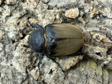 画像2: エレファスゾウカブト 【♂♀♀トリオ】メキシコ・カテマコ産（累代CB♂83mm ♀Free mm×2　2026/5月羽化） (2)