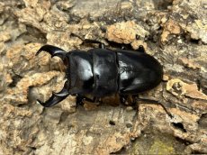 画像1: アマミヒラタクワガタ　鹿児島県 奄美大島産　ペア（累代CB♂65mm  2026/7月♀Free mm 2026/5月) (1)