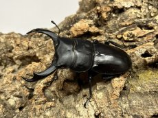 画像1: 【RR血統】 シェンクリングオオクワガタ　台湾 南投縣合望山産　ペア（累代CB♂75mm  2026/7月♀Free mm 2025/10月) (1)