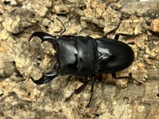 画像1: アマミヒラタクワガタ　鹿児島県 奄美大島産　ペア（累代CB♂69mm  2026/7月♀Free mm 2026/5月) (1)