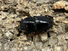 画像2: アマミヒラタクワガタ　鹿児島県 奄美大島産　ペア（累代CB♂69mm  2026/7月♀Free mm 2026/5月) (2)