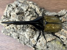 画像2: DH.ヘラクレス　グアドループ産　ペア（累代CB♂144mm 2026/6月 ♀Free mm 2026/6月羽化) (2)