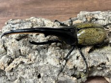 画像1: DH.ヘラクレス　グアドループ産　ペア（累代CB♂147mm 2026/6月 ♀Free mm 2026/7月羽化) (1)