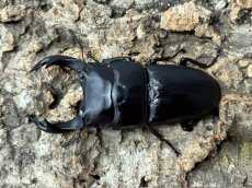 画像2: 国産オオクワガタ 兵庫県 川西市産 ペア（累代CB♂74mm   2026/5月 ♀Free mm 2026/4月羽化） (2)