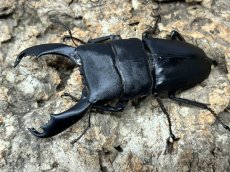 画像1: スラウェシオオヒラタ　スラウェシ島パロロ・パル産　ペア（累代WD♂79mm ♀Free mm) (1)
