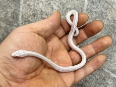画像1: コーンスネーク（スノーテッセラ）  台湾CB (1)