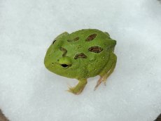 画像1: クラウンウェルツノガエル （グリーン）CB (1)