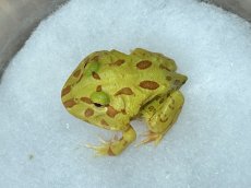画像1: クラウンウェルツノガエル （アルビノ）CB (1)