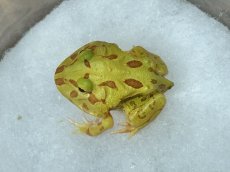 画像2: クラウンウェルツノガエル （アルビノ）CB (2)