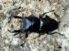 画像1: コクワガタ　奈良県生駒郡産 ペア（累代WF1 ♂50mm  ♀31mm　2026/9月羽化） (1)
