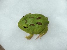 画像2: クラウンウェルツノガエル （グリーン）CB (2)