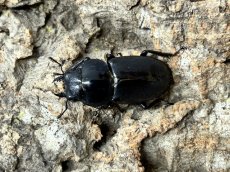 画像2: コクワガタ　奈良県生駒郡産 ペア（累代WF1 ♂50mm  ♀31mm　2026/9月羽化） (2)