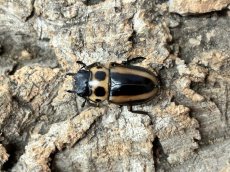 画像2: メンガタメリークワガタ　カメルーン産　ペア（累代CB♂51mm  2026/8月♀22mm 2026/7月) (2)