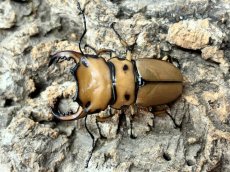 画像1: メンガタメリークワガタ　カメルーン産　ペア（累代CB♂51mm  2026/8月♀22mm 2026/7月) (1)