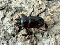 画像2: 【ブラック血統】ニジイロクワガタ　クイーンズランド産　ペア（累代CB♂58mm  2026/9月♀Free mm 2026/8月) (2)