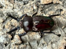 画像1: 【ブラック血統】ニジイロクワガタ　クイーンズランド産　ペア（累代CB♂56mm  2026/9月♀Free mm 2026/8月) (1)