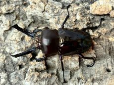 画像1: 【ブラック血統】ニジイロクワガタ　クイーンズランド産　ペア（累代CB♂57mm  2026/9月♀Free mm 2026/8月) (1)