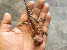 画像4: フトアゴヒゲトカゲ【ダークレッド】国内CB (4)