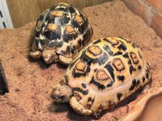 画像1: ヒョウモンリクガメ　ケニアCB (1)